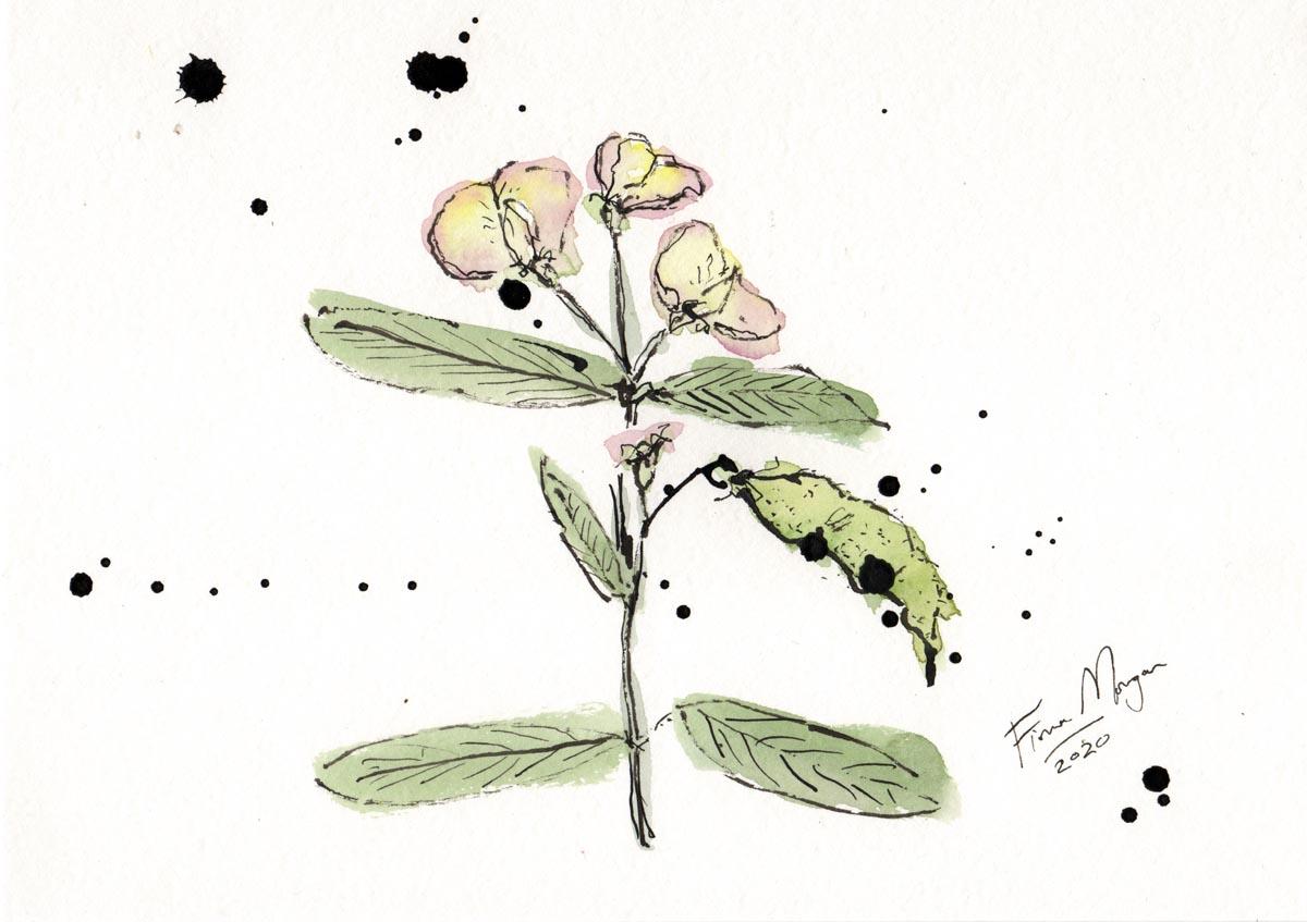 Artistic image - pigeon peas