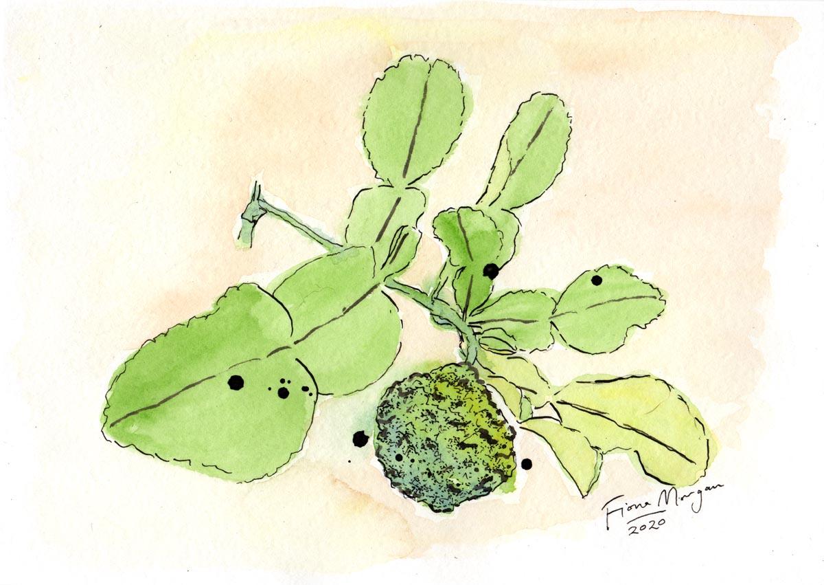 Artistic image - kaffir lime