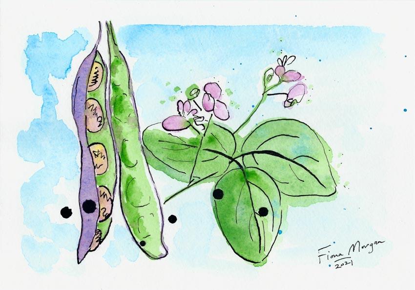 Artistic image - purple climbing bean