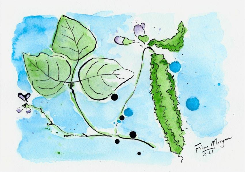 Artistic image - winged bean