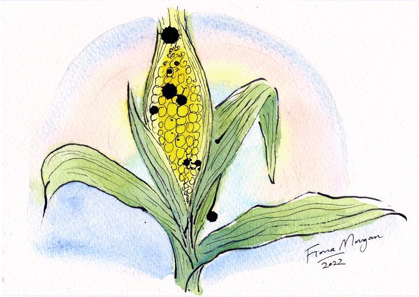 Artistic image - sweetcorn