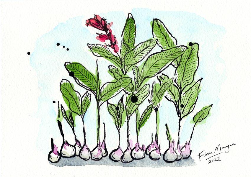 Artistic image - arrowroot