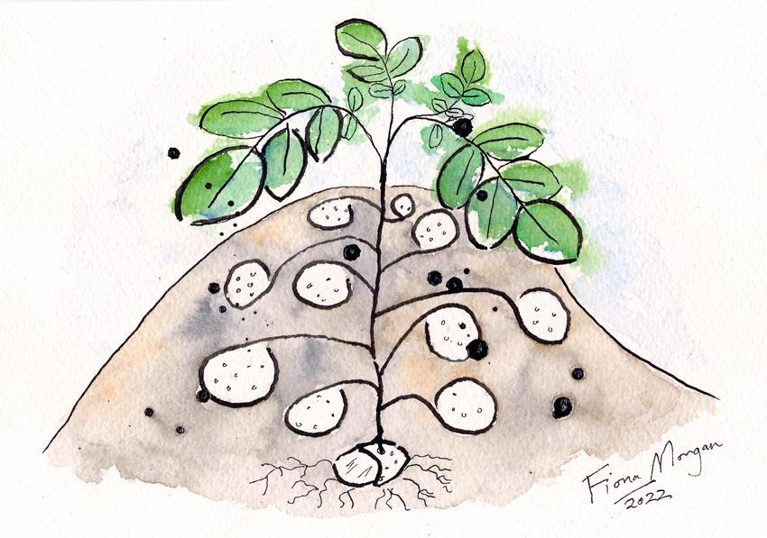 Artistic image - potatoes