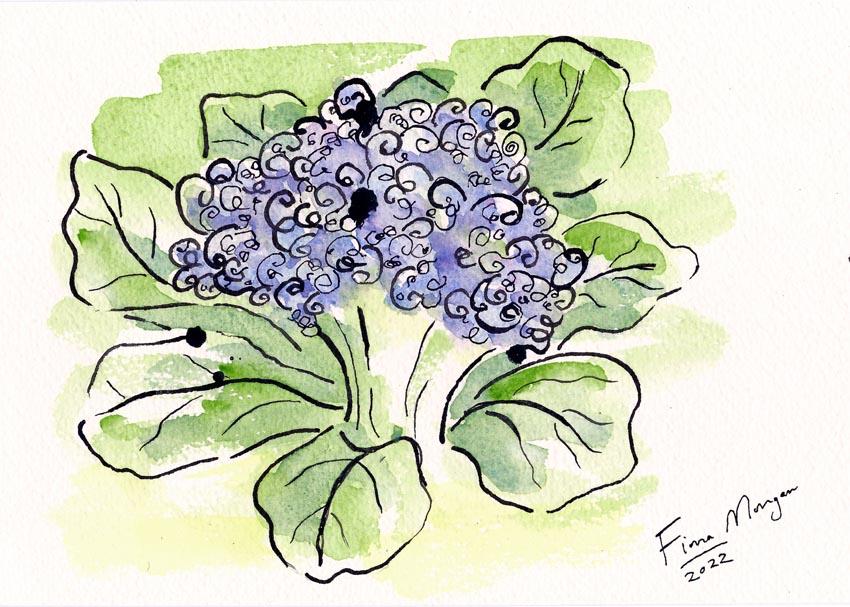 Artistic image - purple cauliflower