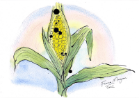 Artistic image of sweetcorn