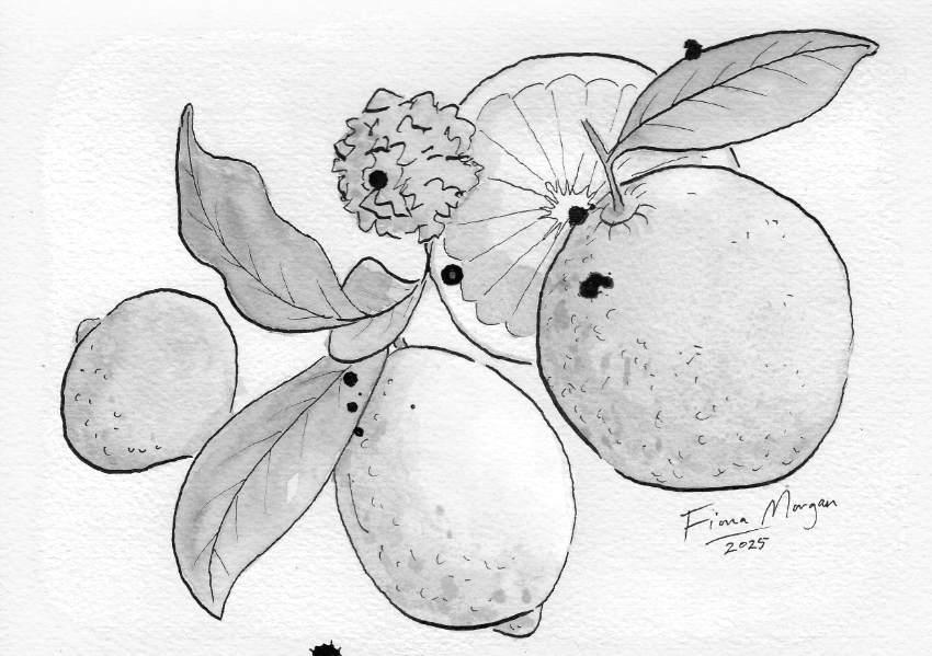 Large fruit detail – citrus