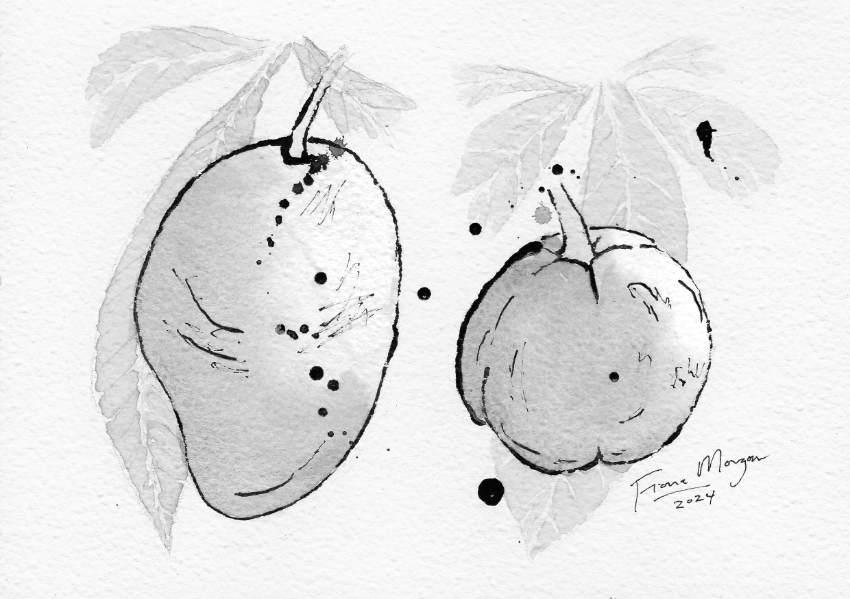 Large fruit detail – mango, white sapote