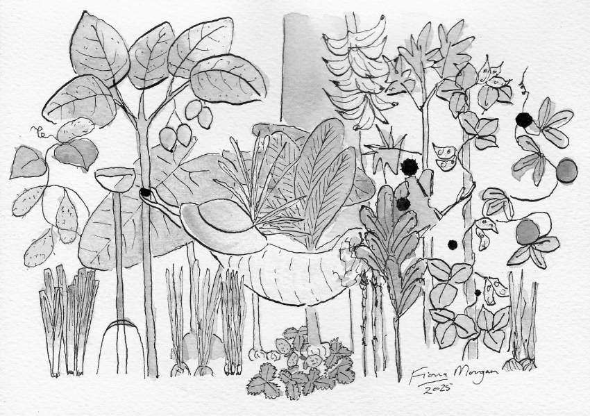 Perennials – food for less work