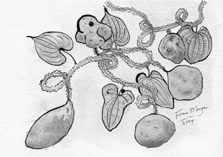 Yams – imported yams: african yams, jicama, oca, tree potato