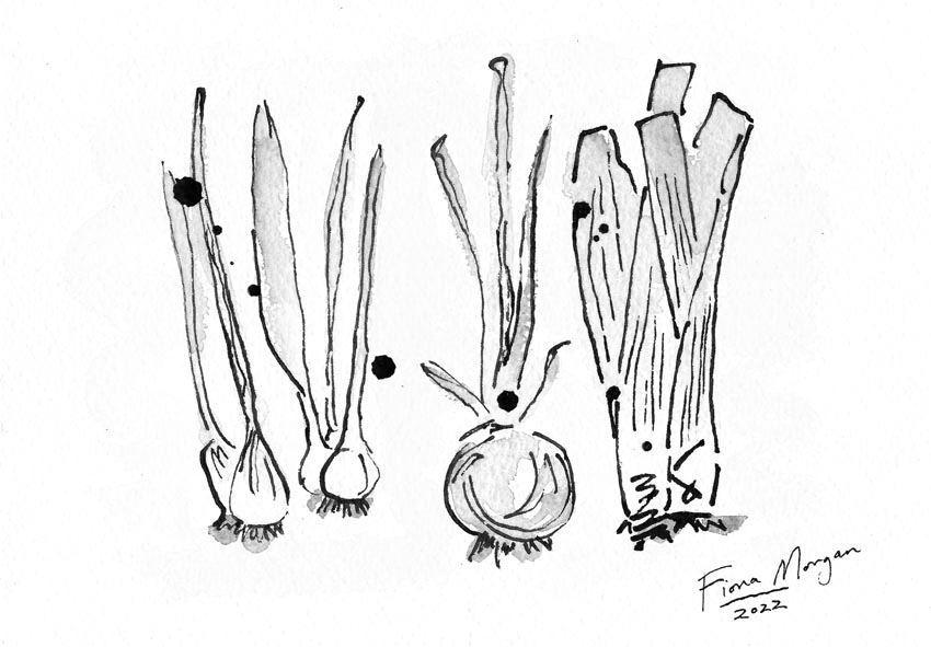 The onion family – onions, spring onions, leeks, chives