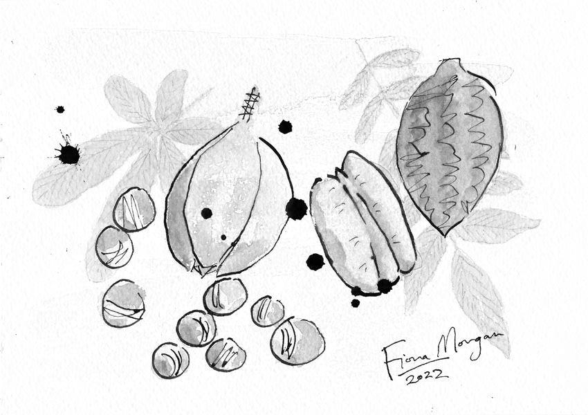 Nuts – imported: pecan, saba, candlenut
