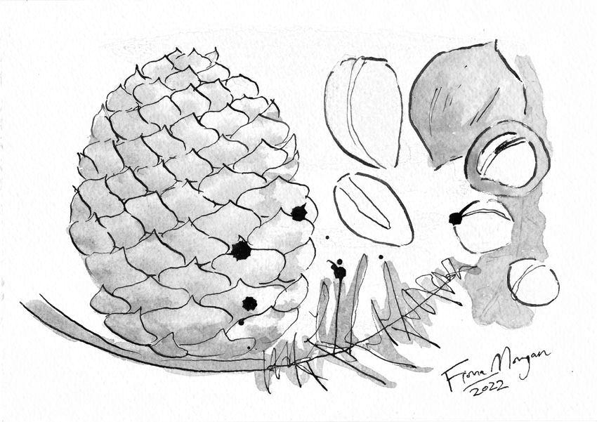 Nuts – native: macadamia & bunya