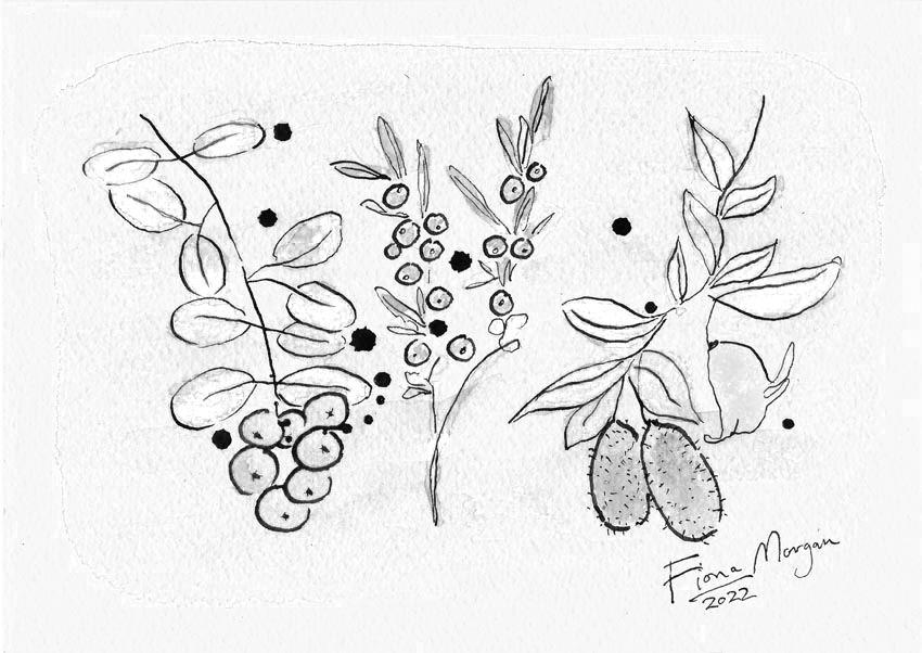 Native berries detail – midgin berry, roly poly, lilly pilly