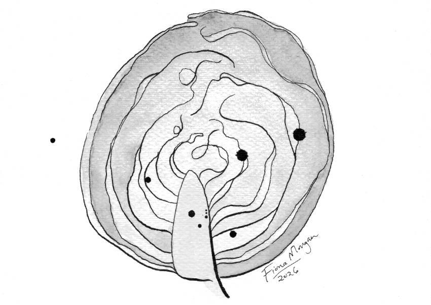 Cabbage options